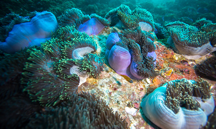 fan forest pinacle diving