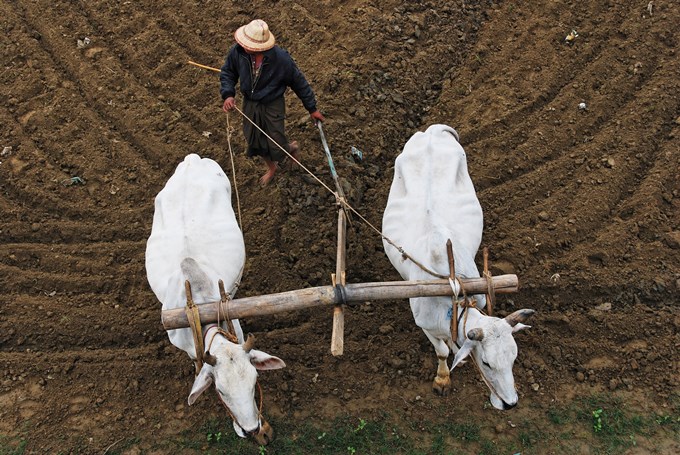 mandalay farmer