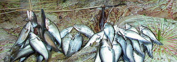 myanmar fishes