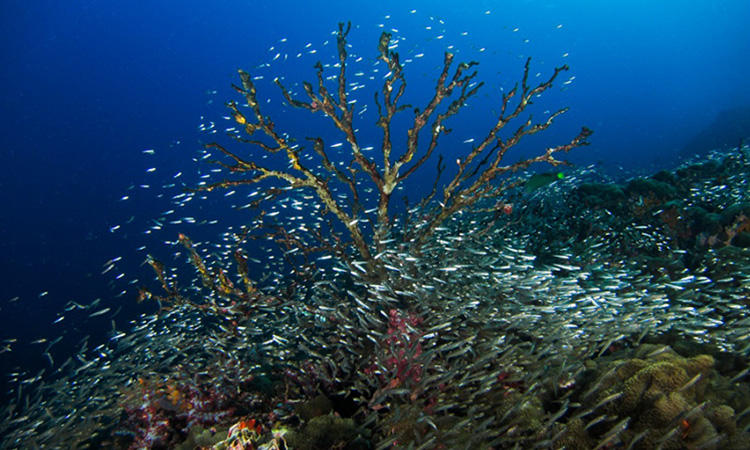 western rocky island diving